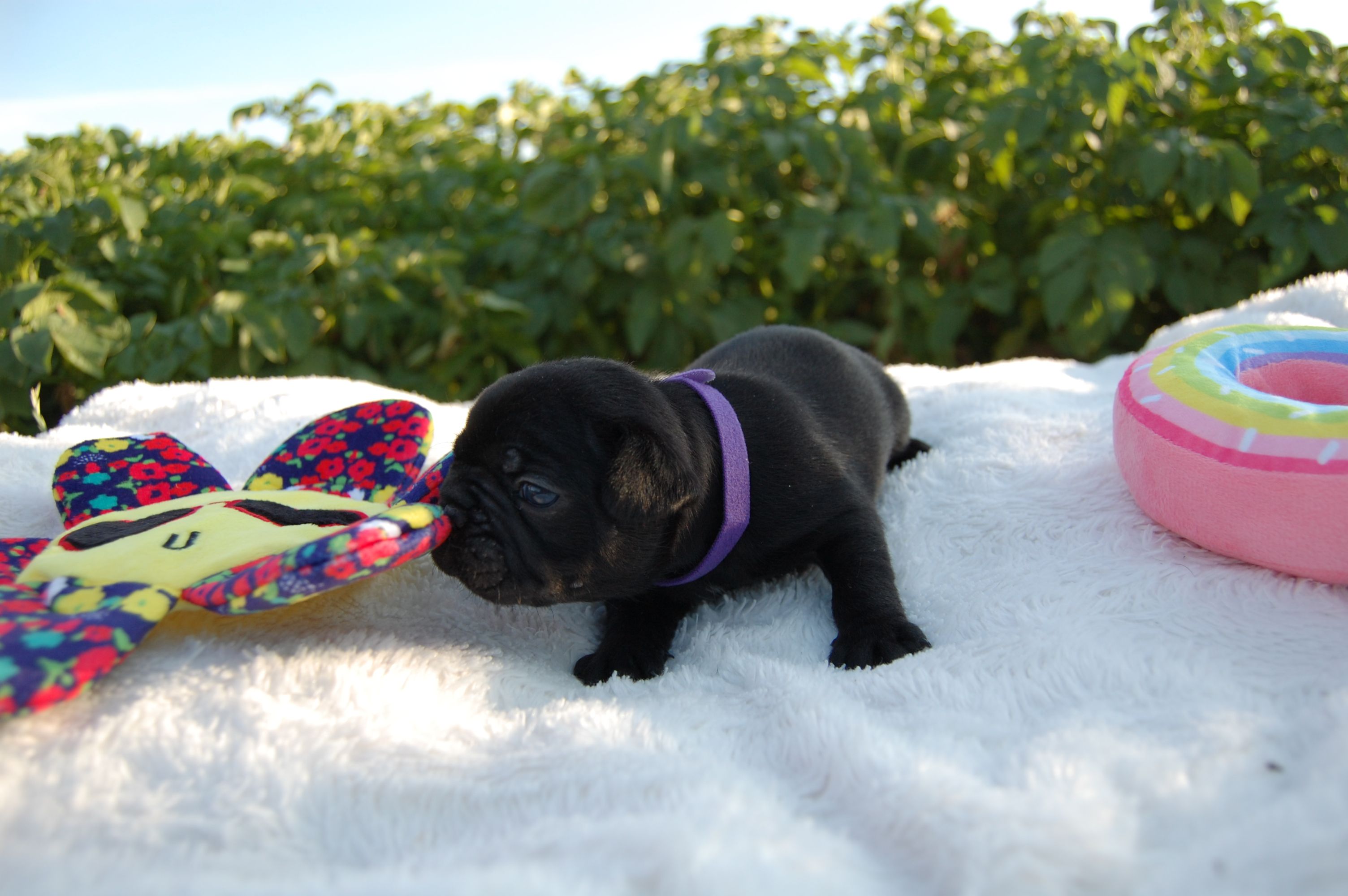 <svg class='purple'></svg> <b> Magic Molly</b> <svg class='purple'></svg>